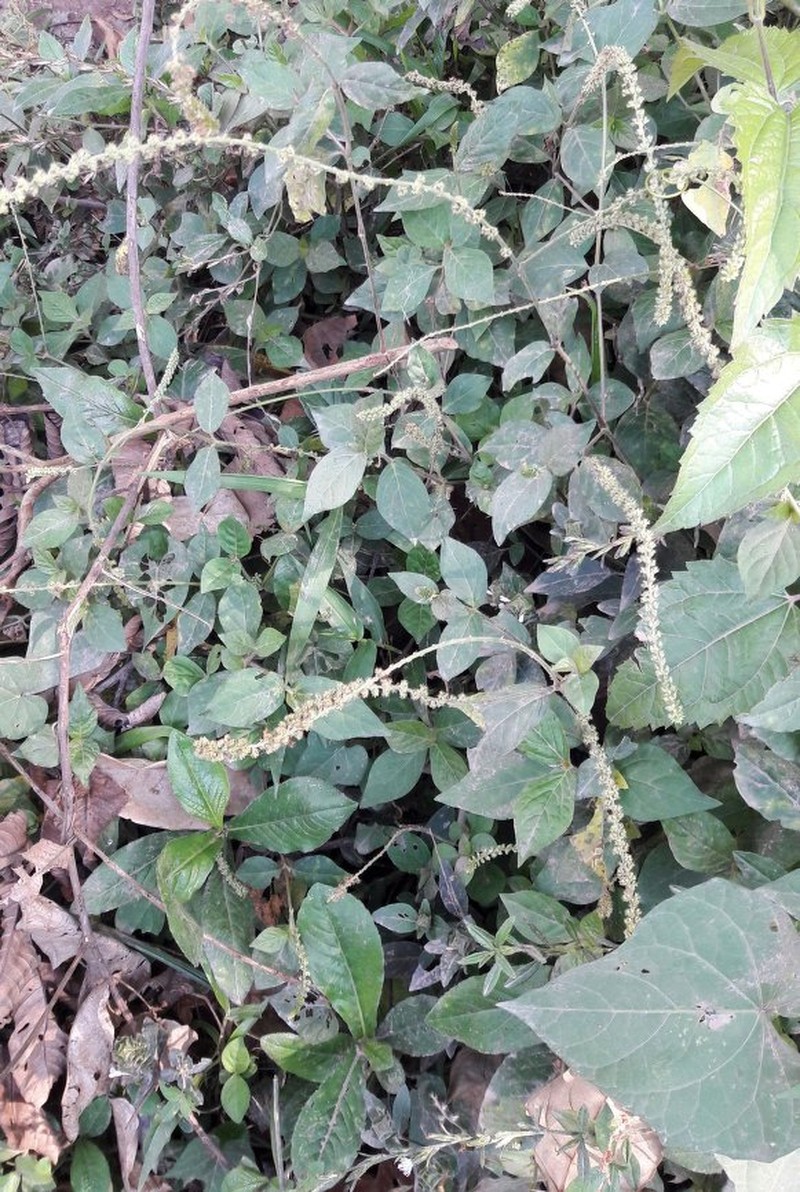 Cyathula prostrata var. prostrata