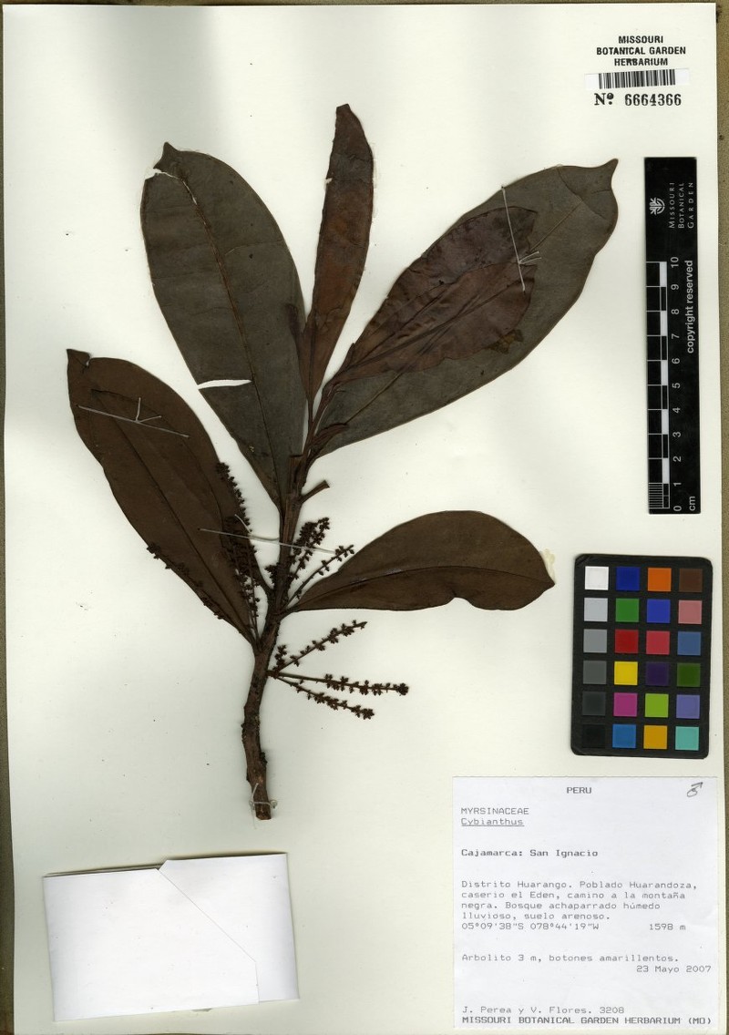 Cybianthus condorensis