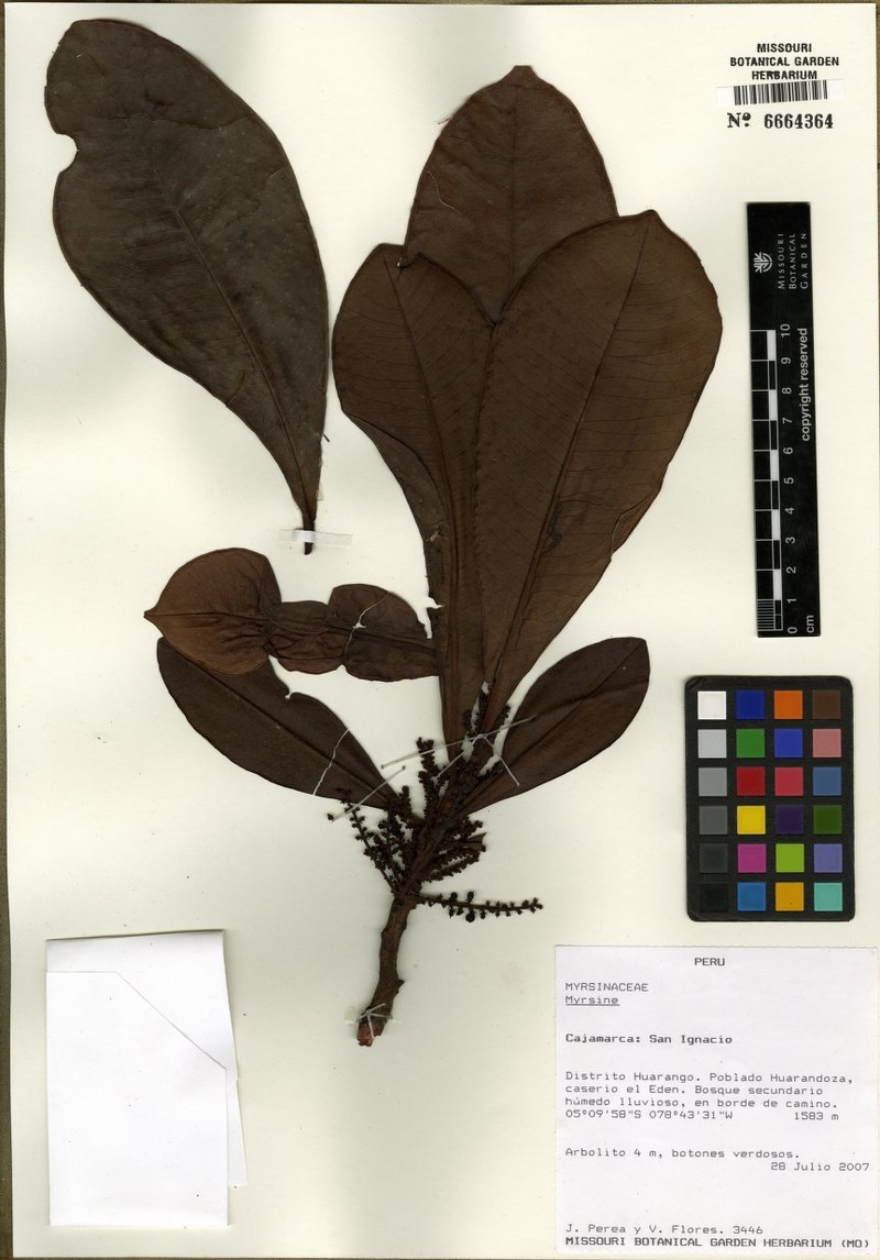 Cybianthus condorensis photo 2