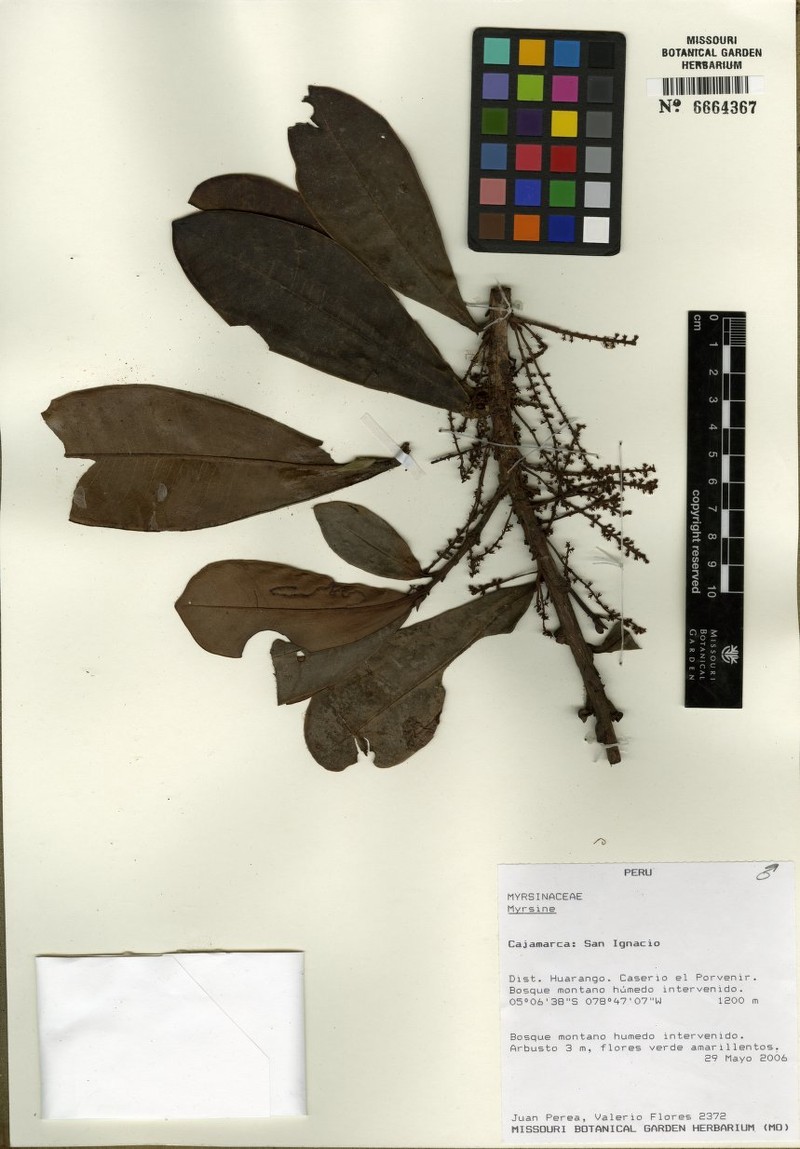 Cybianthus condorensis photo 3