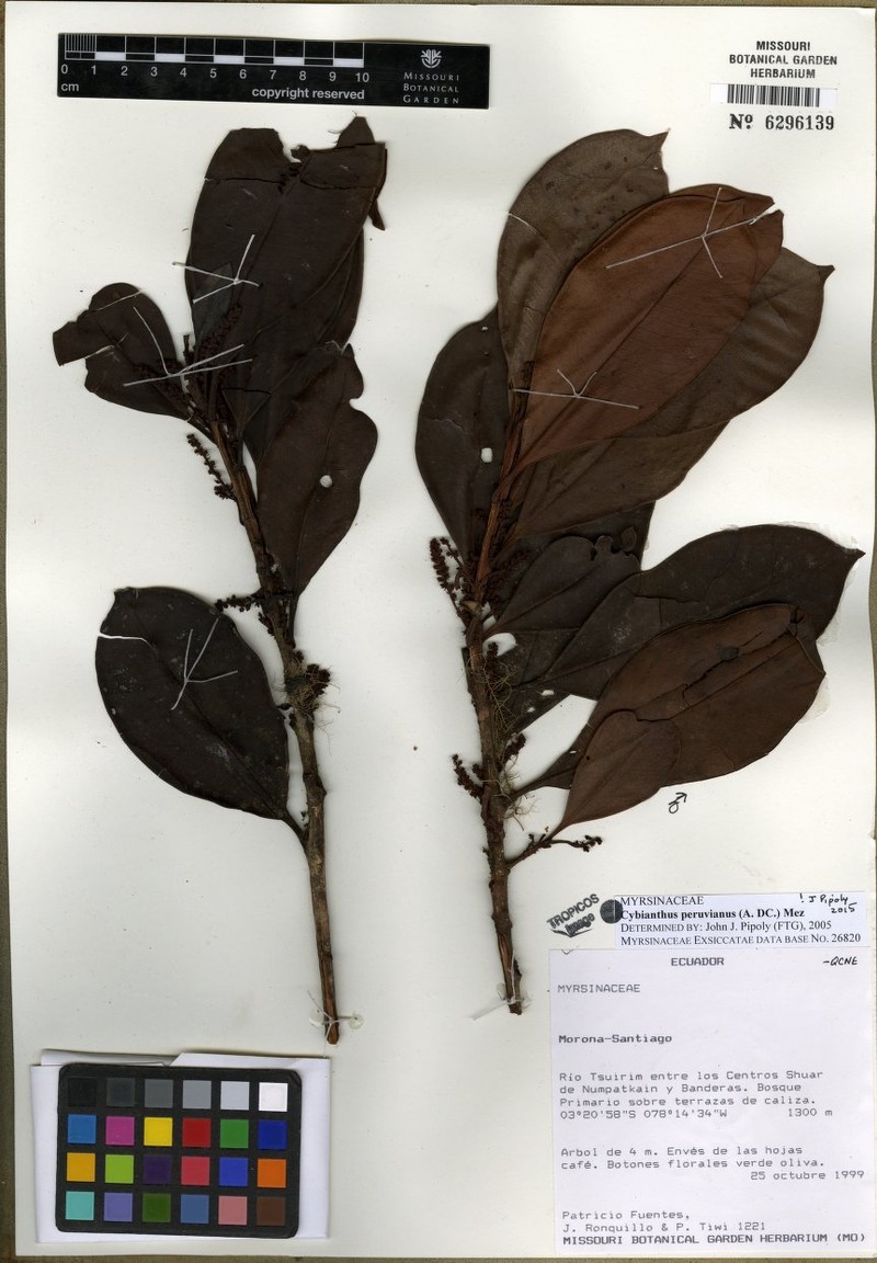 Cybianthus condorensis photo 4