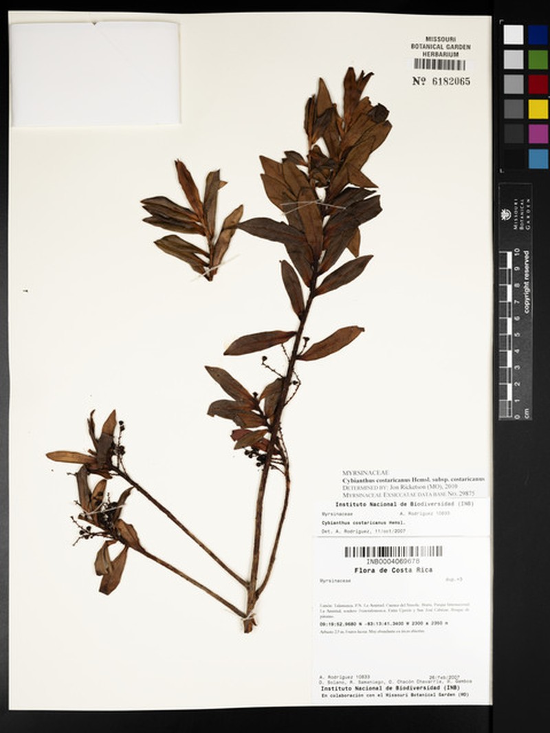 Cybianthus costaricanus subsp. costaricanus