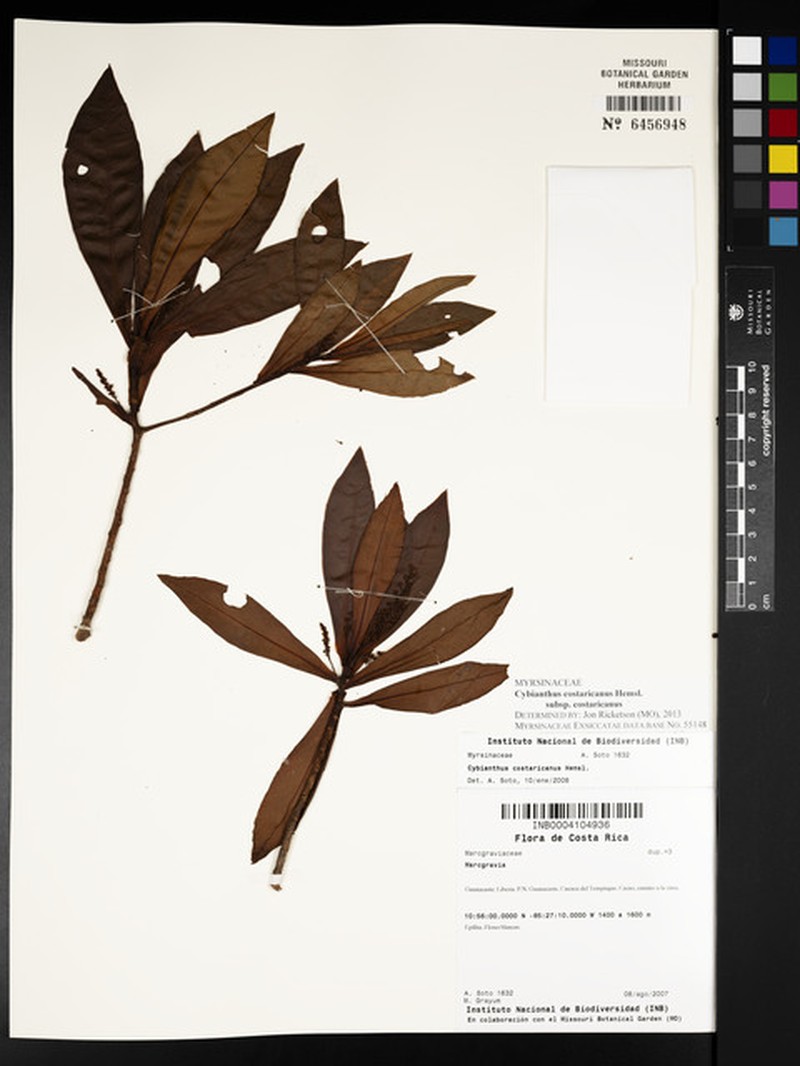 Cybianthus costaricanus subsp. costaricanus photo 2