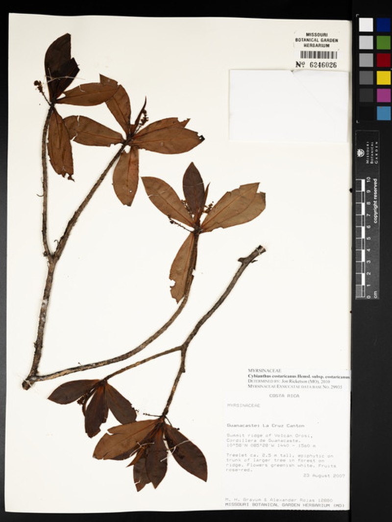 Cybianthus costaricanus subsp. costaricanus photo 3