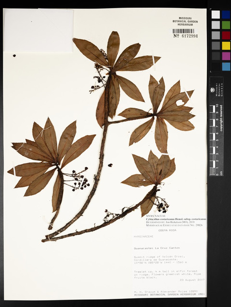 Cybianthus costaricanus subsp. costaricanus photo 4