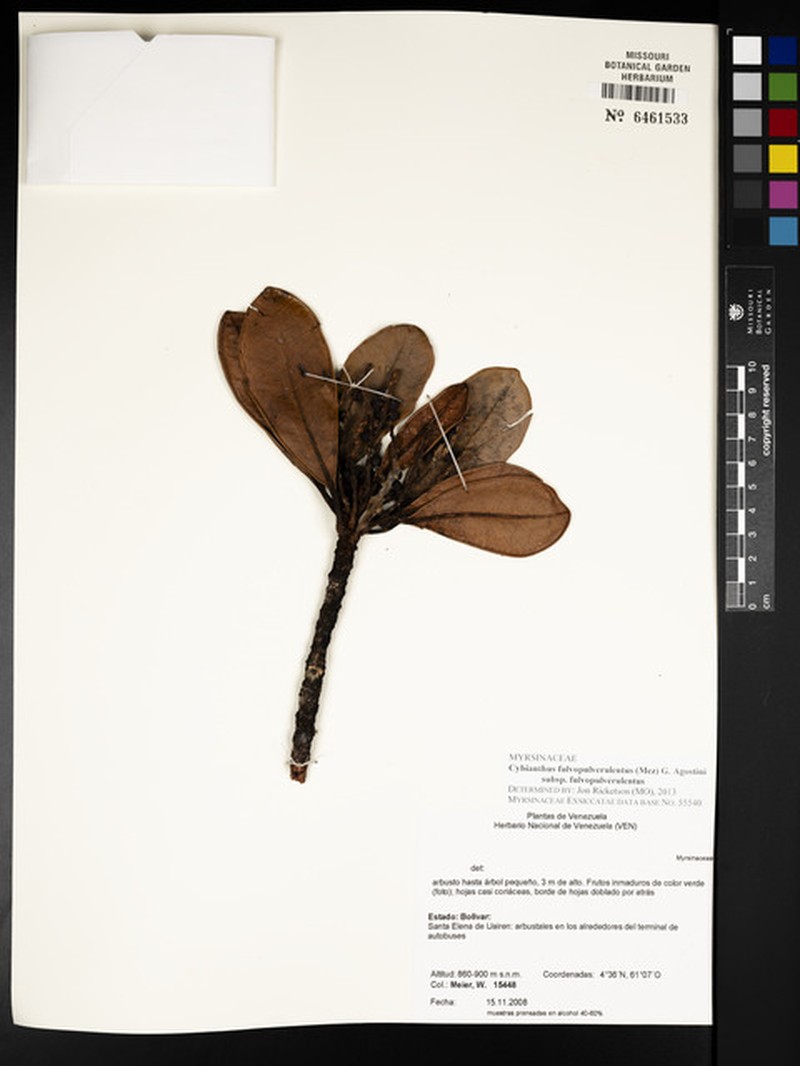 Cybianthus fulvopulverulentus subsp. fulvopulverulentus