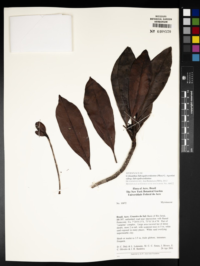 Cybianthus fulvopulverulentus subsp. fulvopulverulentus photo 2