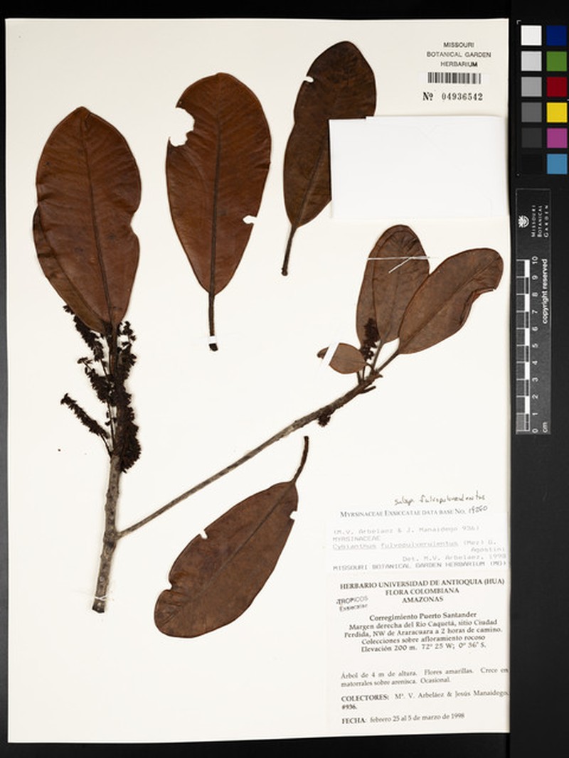 Cybianthus fulvopulverulentus subsp. fulvopulverulentus photo 3