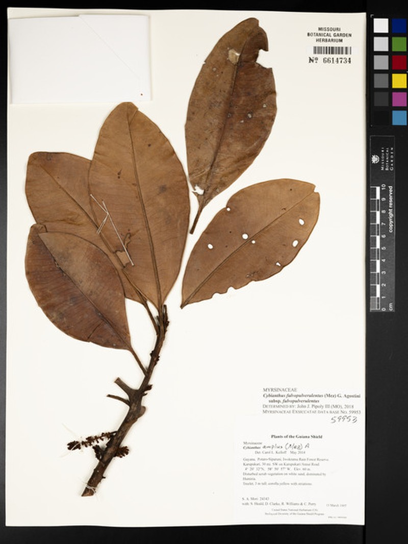 Cybianthus fulvopulverulentus subsp. fulvopulverulentus photo 4