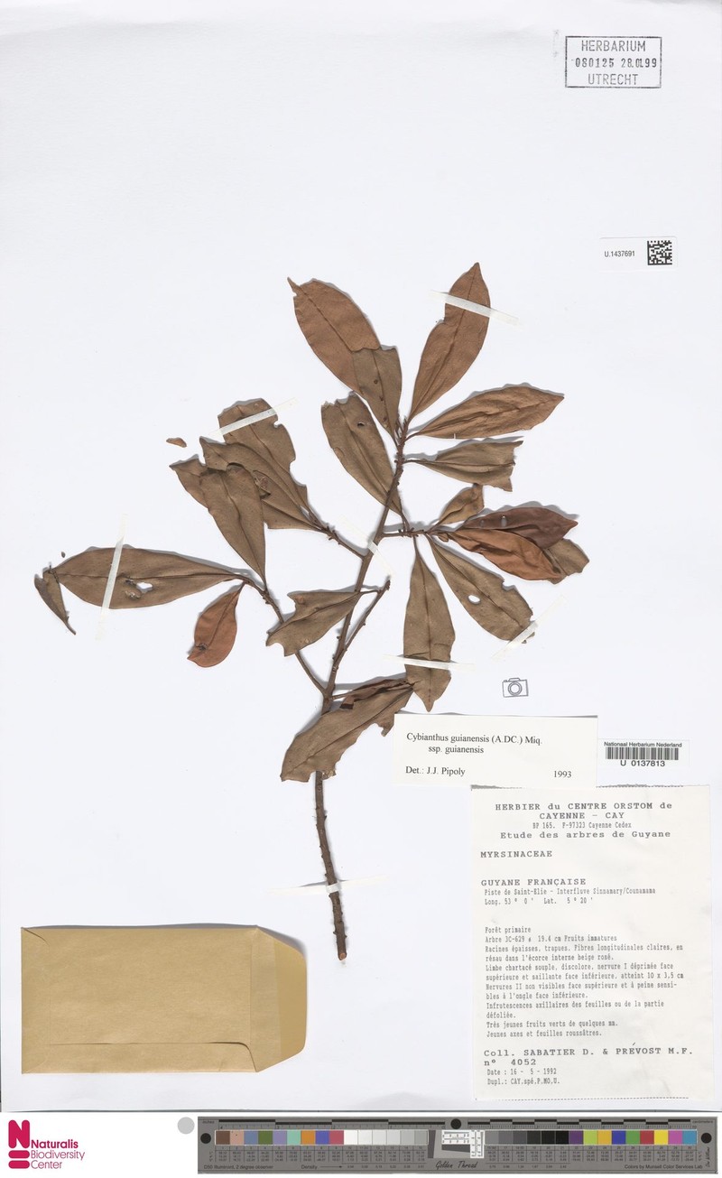 Cybianthus guyanensis subsp. guyanensis