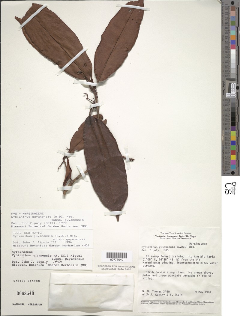 Cybianthus guyanensis subsp. guyanensis photo 2