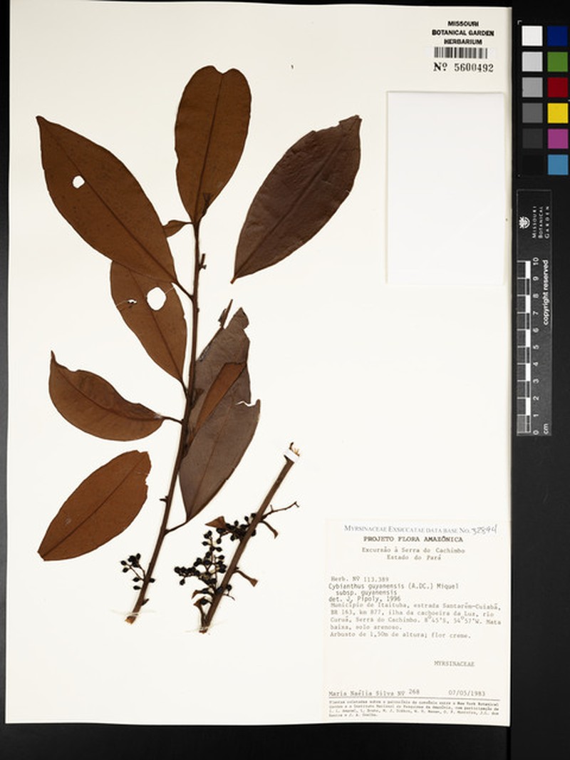 Cybianthus guyanensis subsp. guyanensis photo 3
