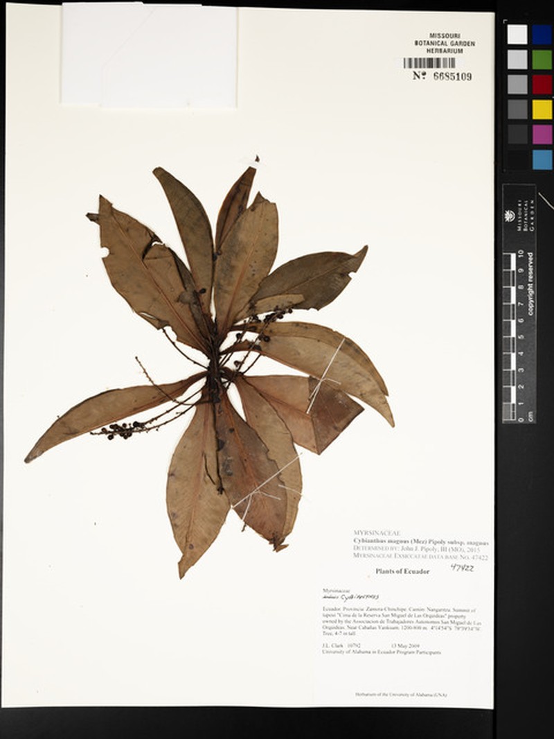 Cybianthus magnus subsp. magnus