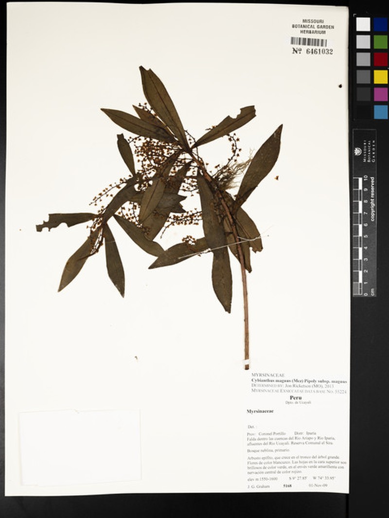 Cybianthus magnus subsp. magnus photo 2