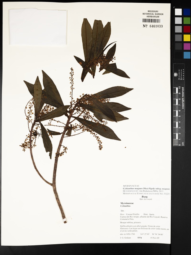 Cybianthus magnus subsp. magnus photo 3