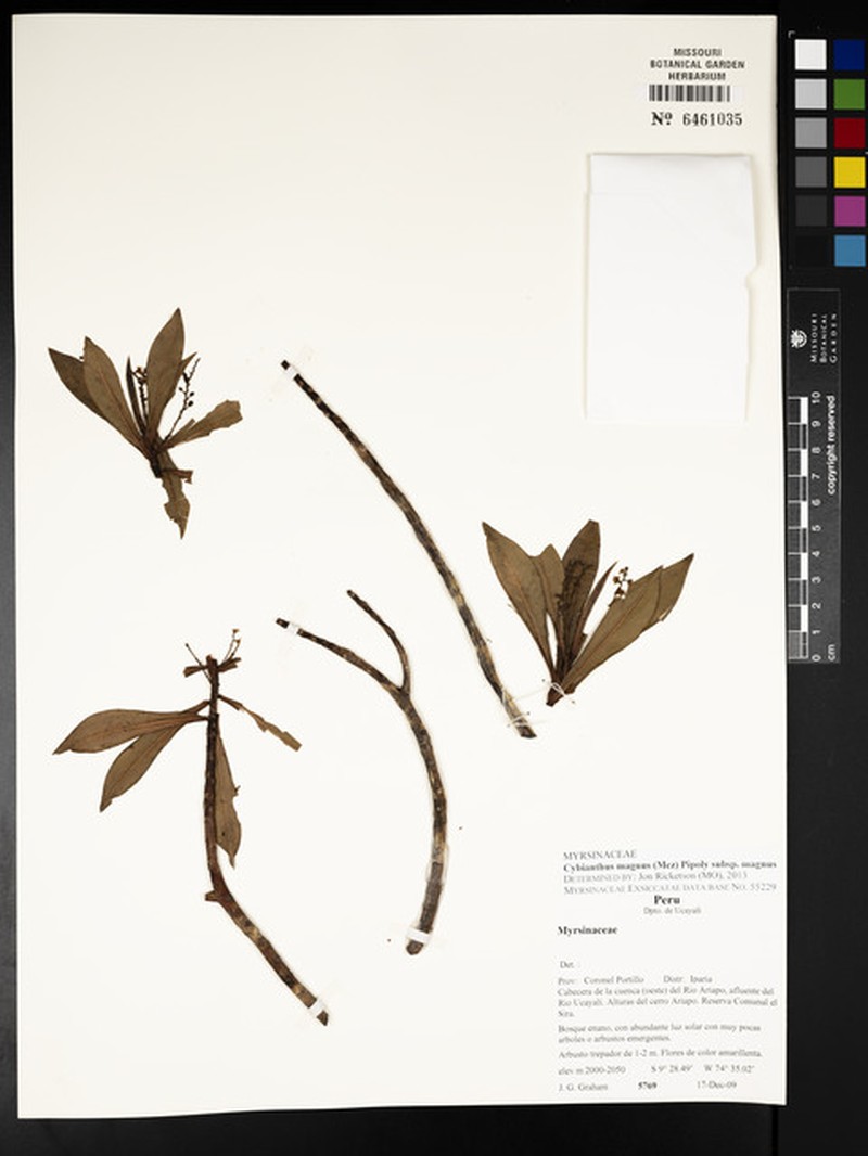 Cybianthus magnus subsp. magnus photo 4