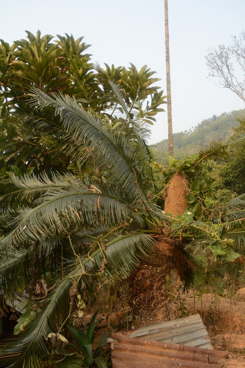 Cycas divyadarshanii