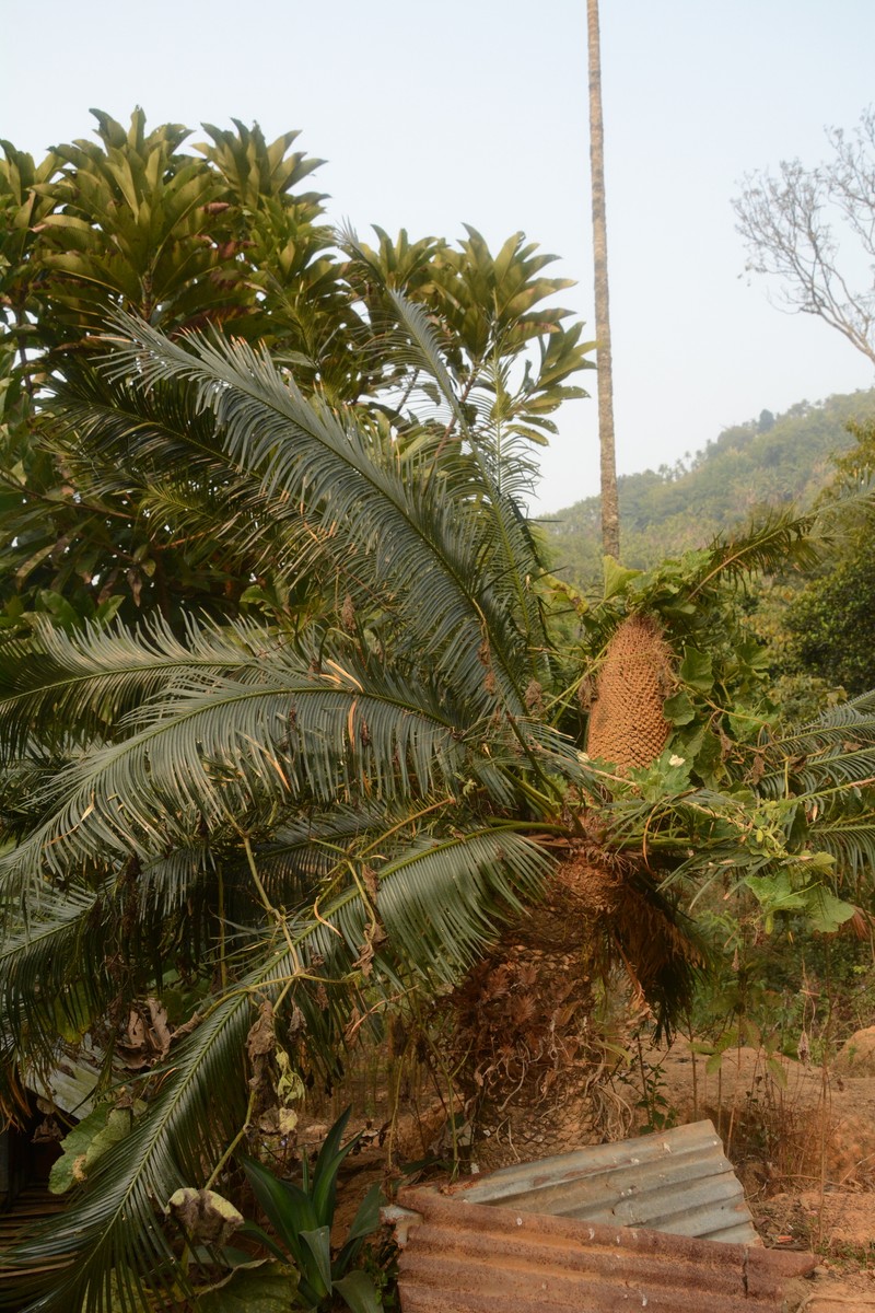 Cycas divyadarshanii photo 2