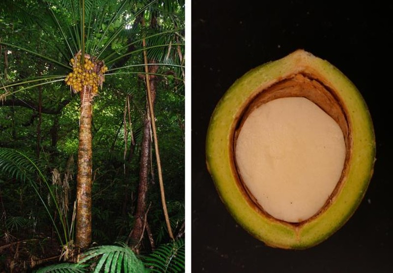 Micronesian Cycad photo 3