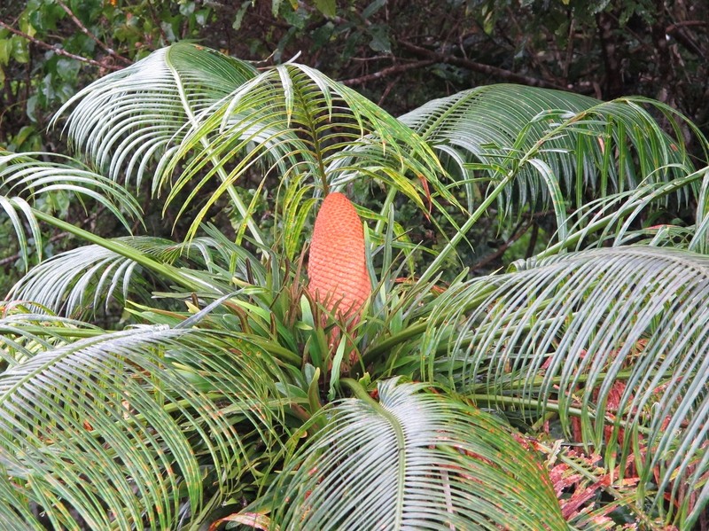 Micronesian Cycad