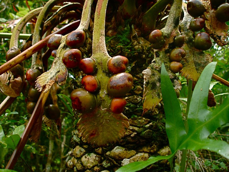 Micronesian Cycad photo 4