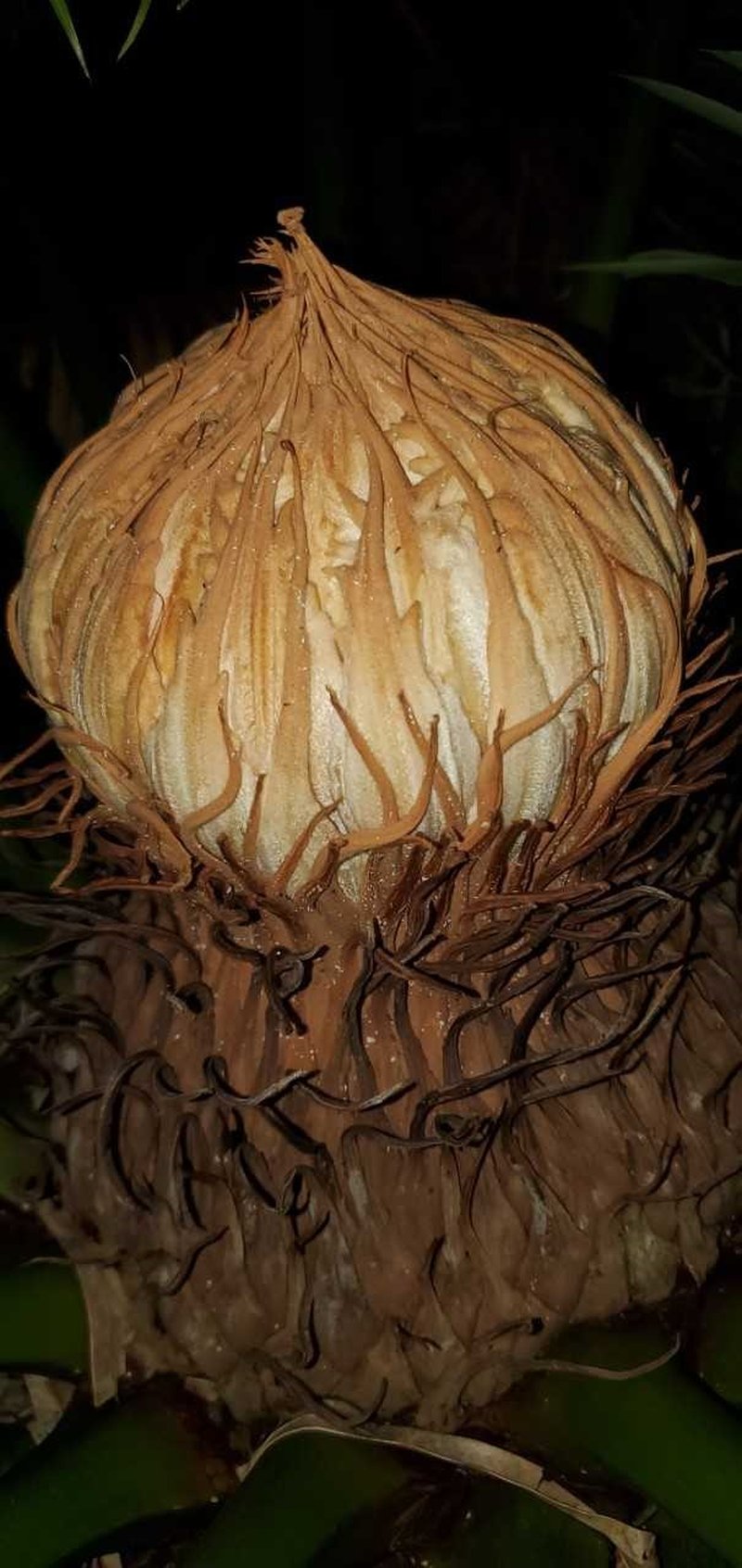 Micronesian Cycad photo 5