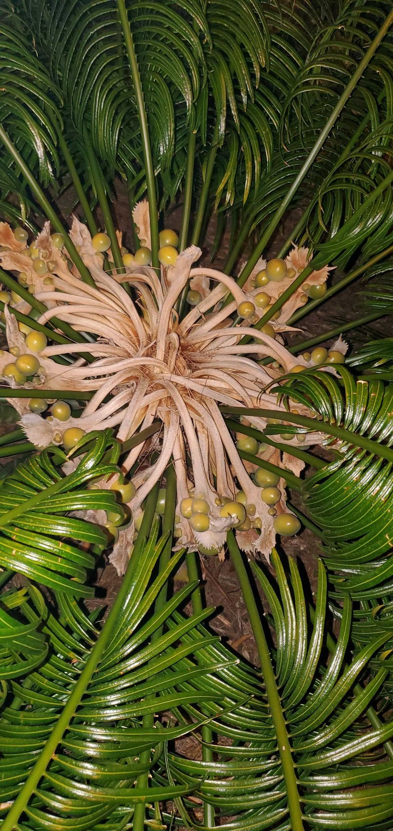 Micronesian Cycad photo 6