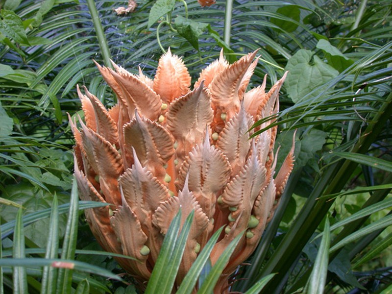 Micronesian Cycad photo 7