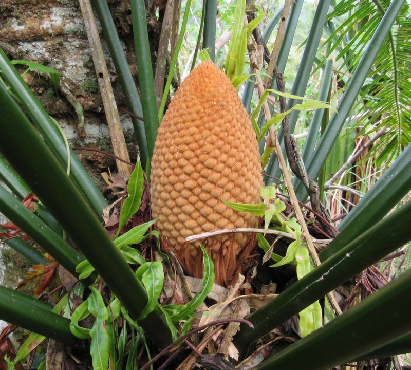 Micronesian Cycad photo 8