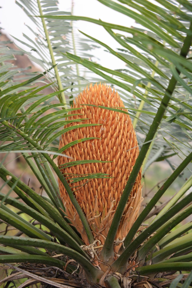 Cycas nayagarhensis