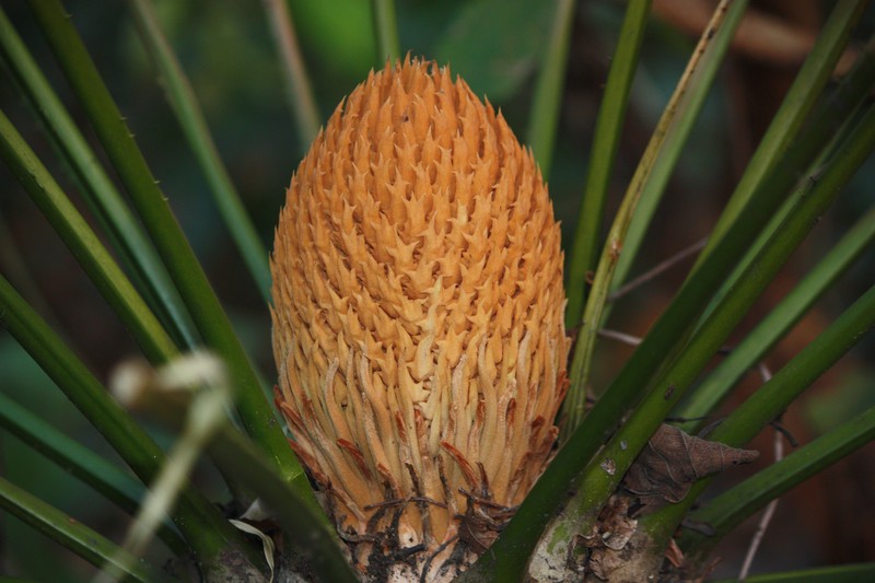 Cycas orixensis