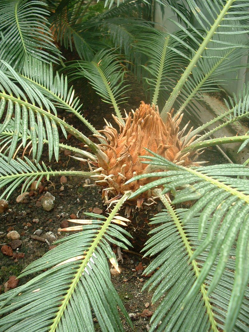 Sago Palm photo 2
