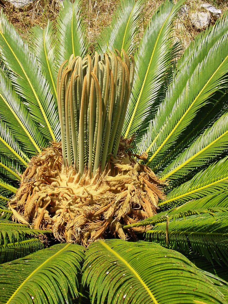 Sago Palm photo 3
