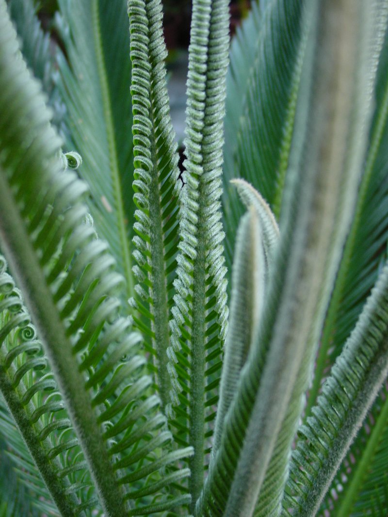 Sago Palm photo 4