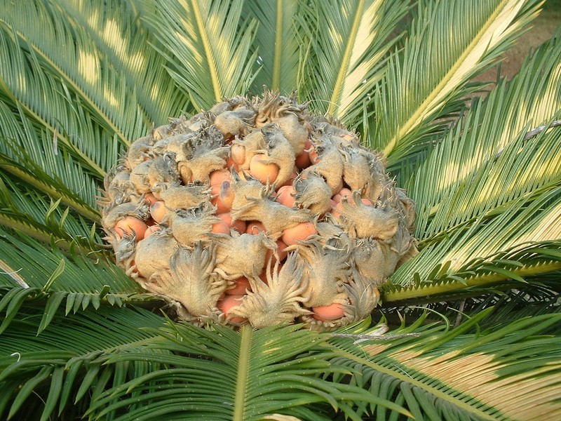 Sago Palm photo 5