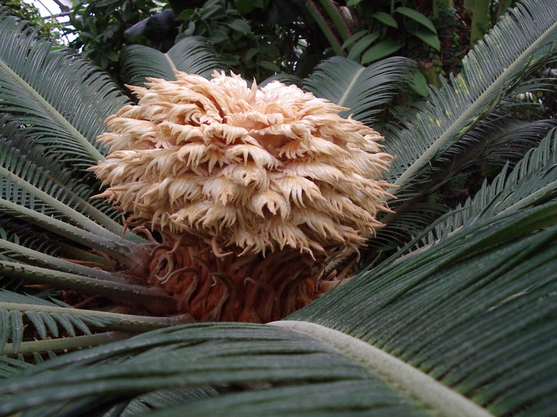 Sago Palm photo 6