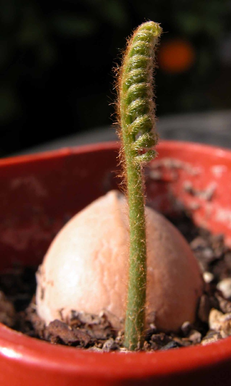 Sago Palm photo 8