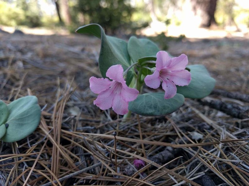 Sacramento Waxydogbane photo 7