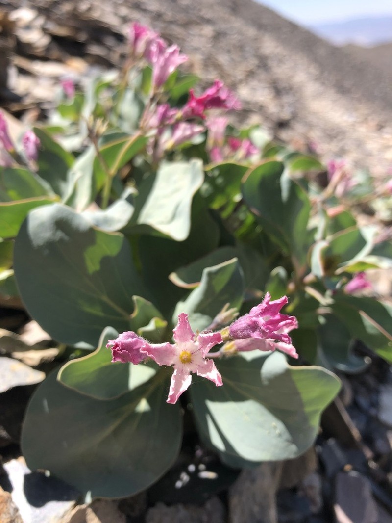 Sacramento Waxydogbane photo 8