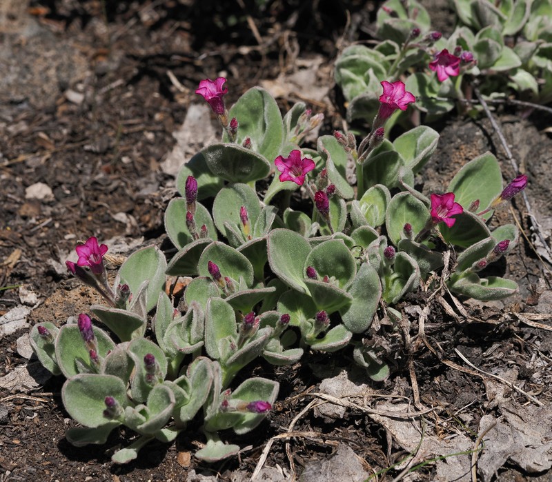 Cycladenia humilis var. humilis