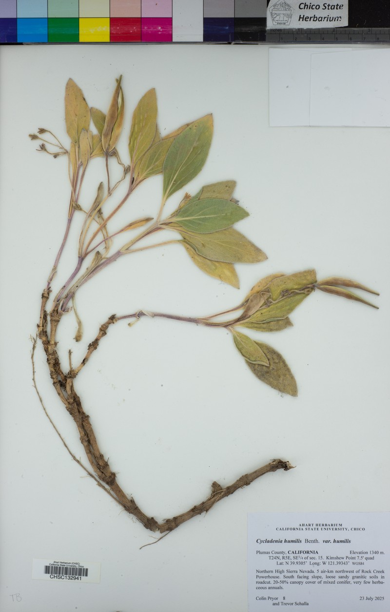 Cycladenia humilis var. humilis photo 4