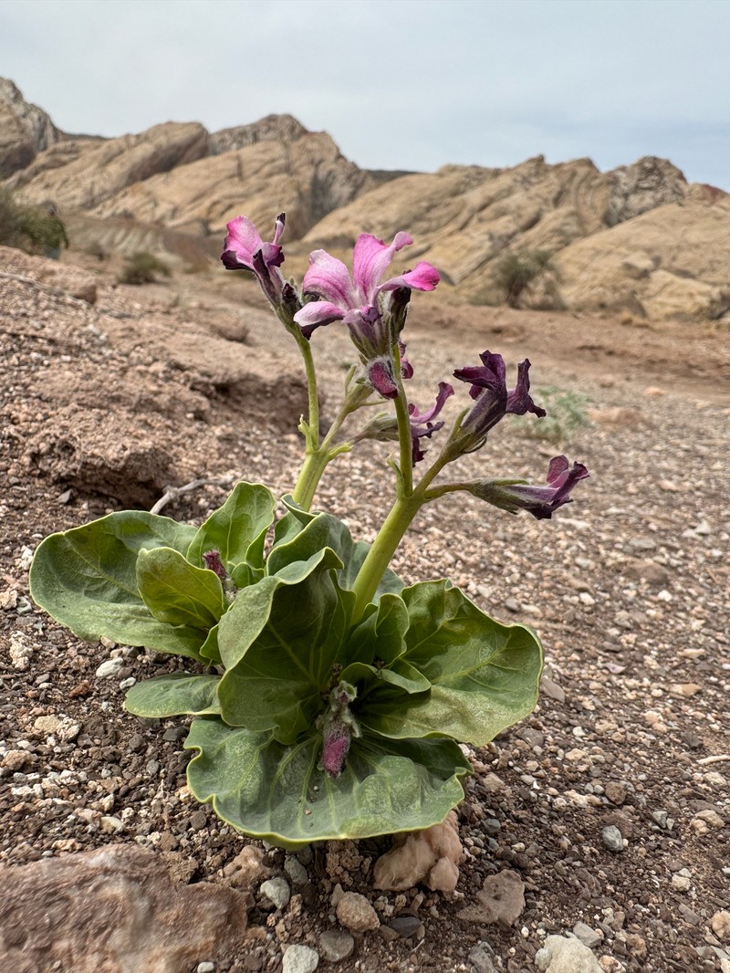 Cycladenia humilis var. jonesii