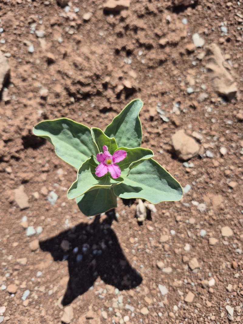 Cycladenia humilis var. jonesii photo 2