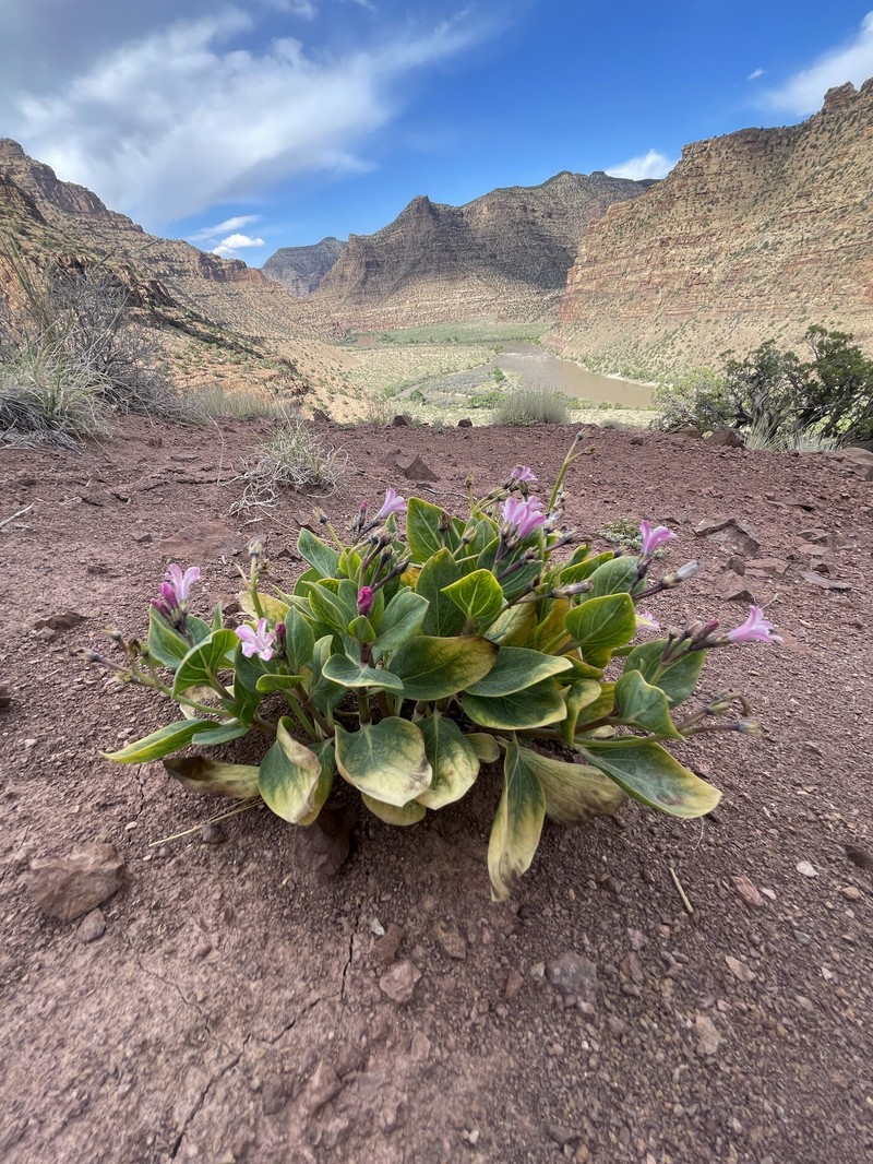 Cycladenia humilis var. jonesii photo 6