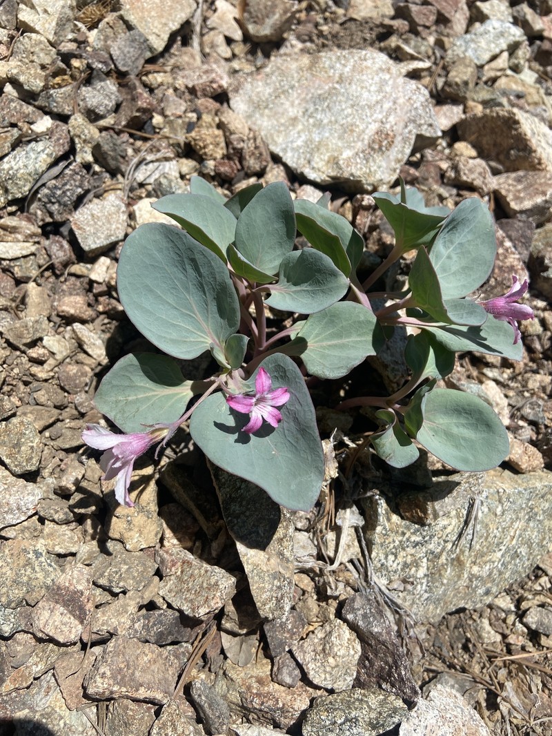 Cycladenia humilis var. venusta photo 2