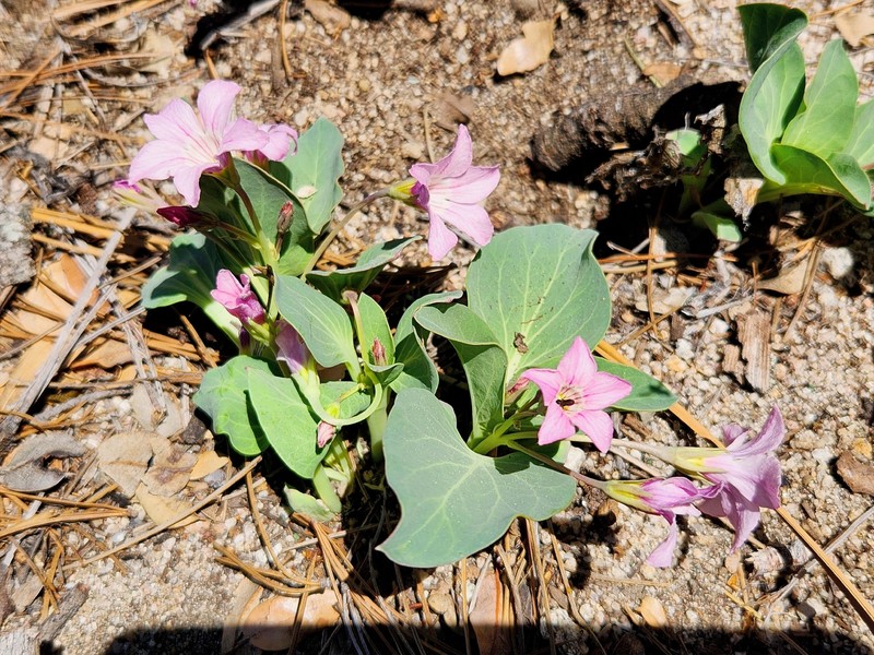 Cycladenia humilis var. venusta photo 3