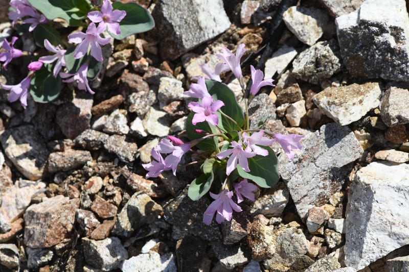 Cycladenia humilis var. venusta photo 4