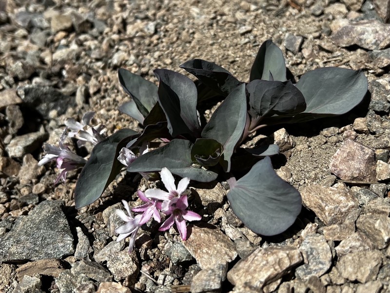 Cycladenia humilis var. venusta photo 5