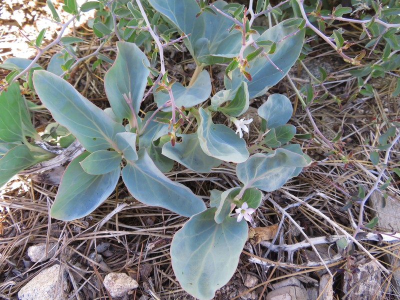 Cycladenia humilis var. venusta photo 7