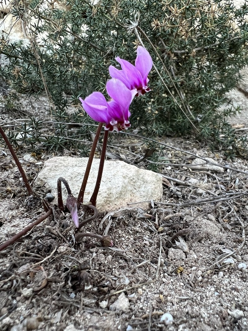 Cyclamen brulloi